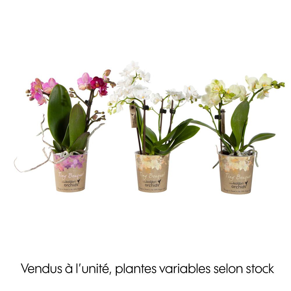 PHALAENO TINYBOUQUET 2HD9-(789749)