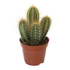 Cactus, variétés variables - pot D9cm avec housse kraft