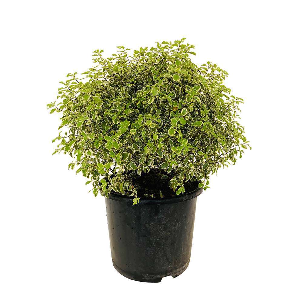  
Pittosporum Eugenioides Variegatum
