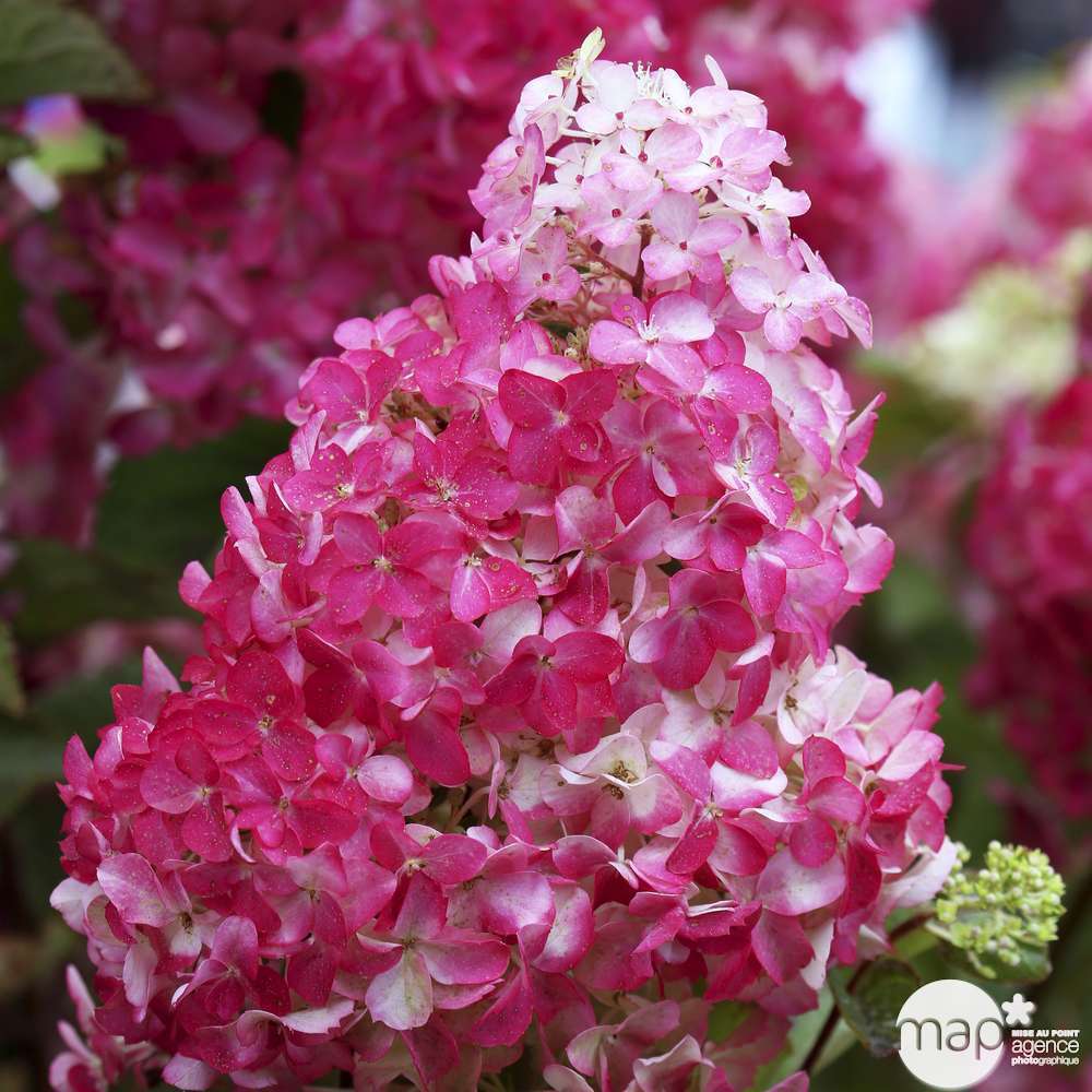 Hydrangea paniculata 'Fraise Melba'® : 1/2 t. C12L