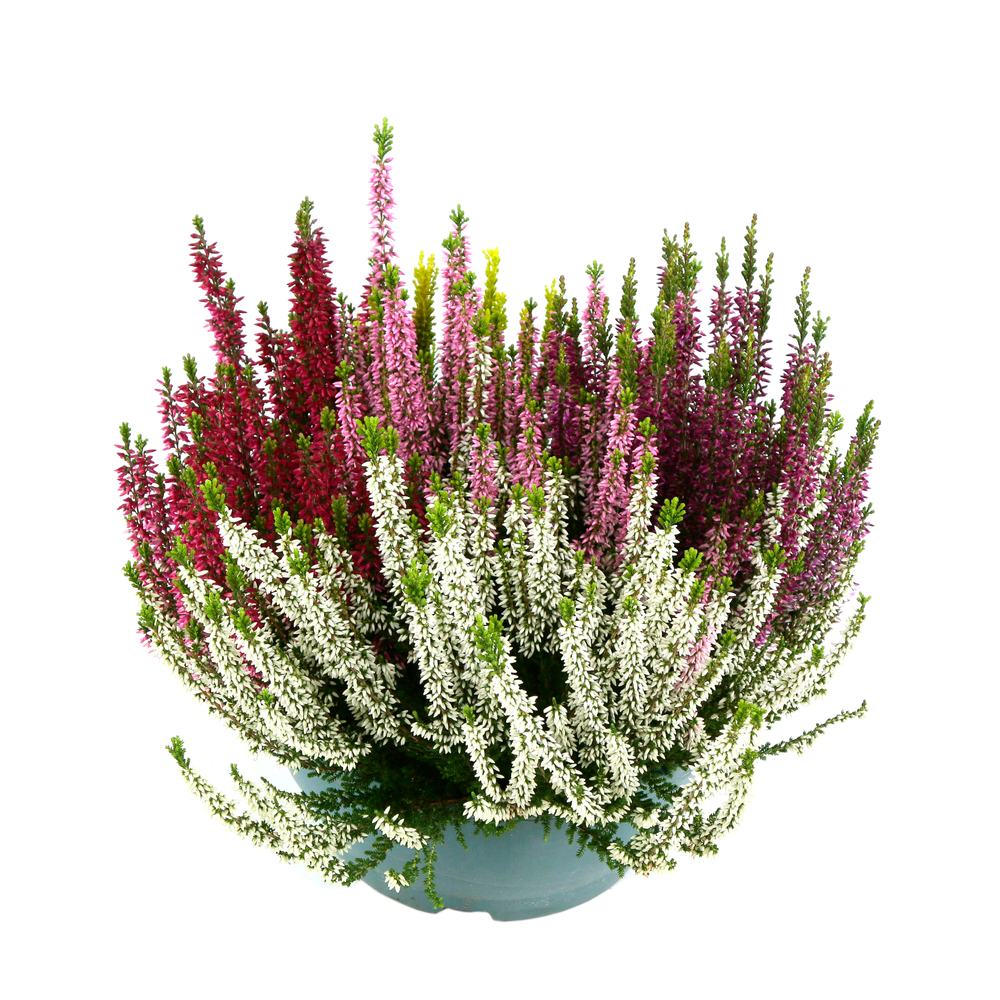 Calluna Beauty Ladies® 'High Five' Coupe D 23cm