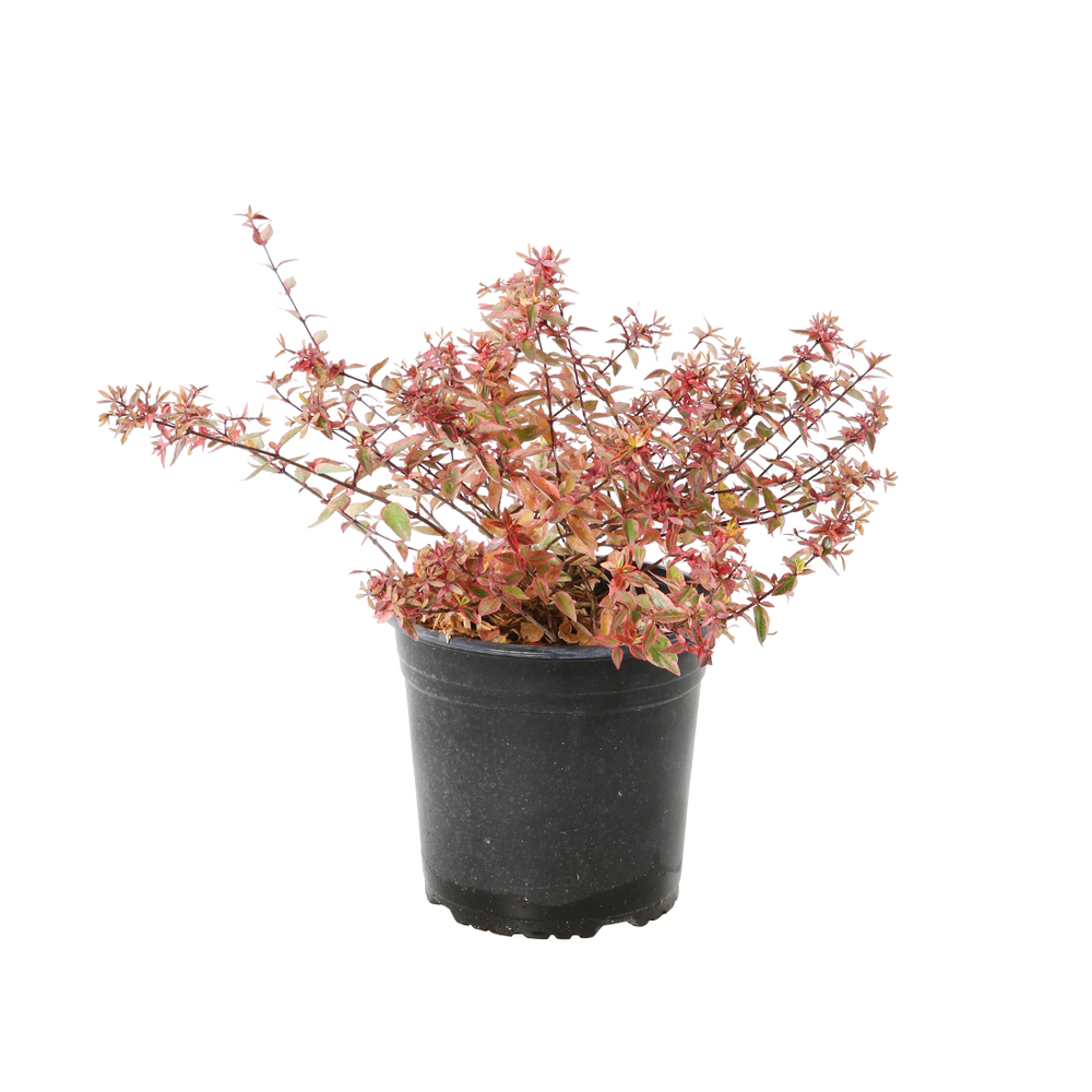 Abelia x grandiflora Charm : C4.5L