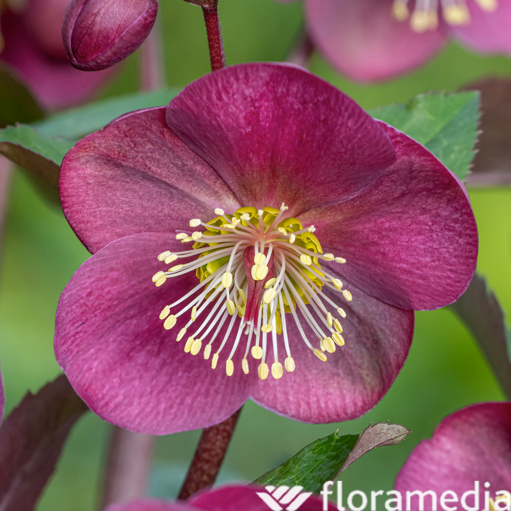 HellÃ©bore Ice N'Roses Red : pot 2 L