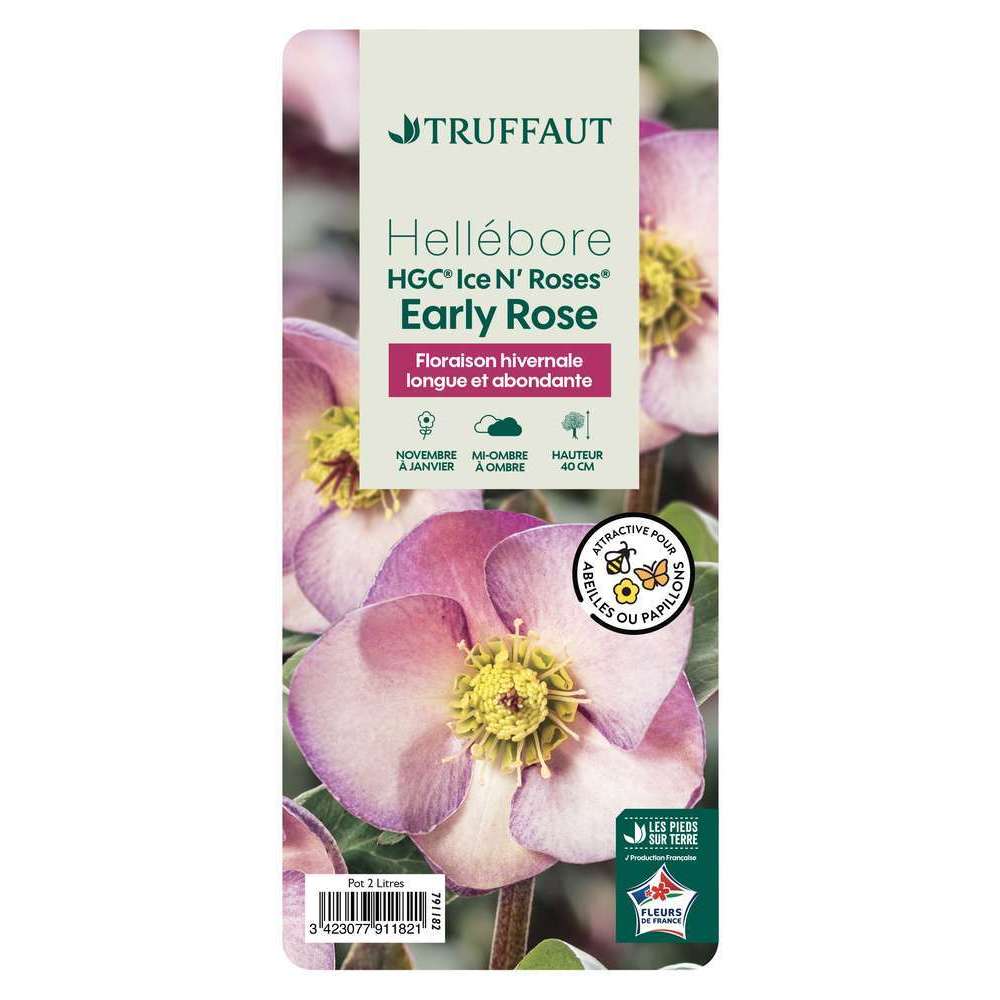 HellÃ©bore Ice N'Roses Pink' : pot 2 L