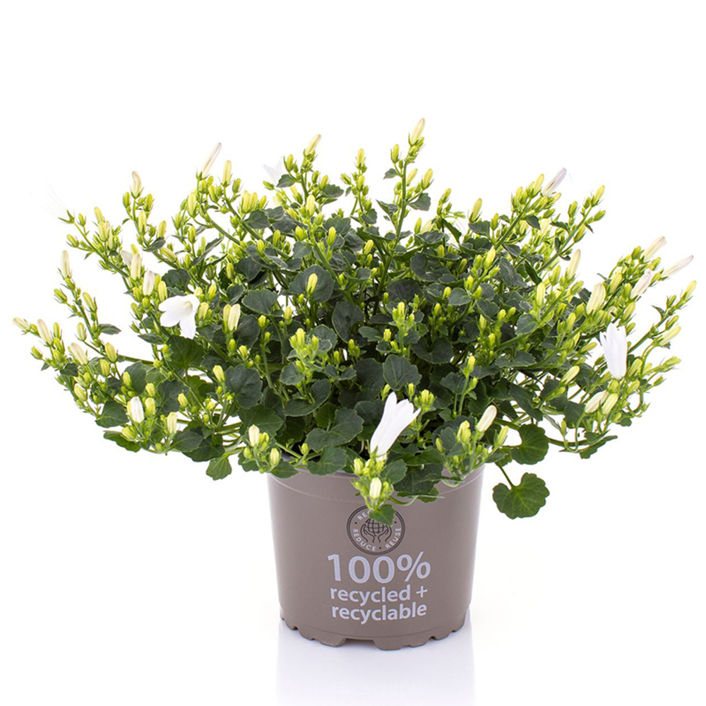 Campanule 'White One' - Pot 0,5L