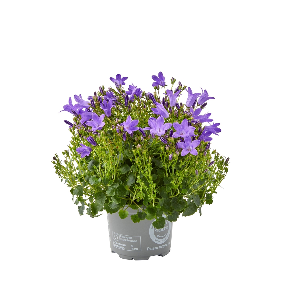 Campanule 'Blue One' - Pot 0,5L