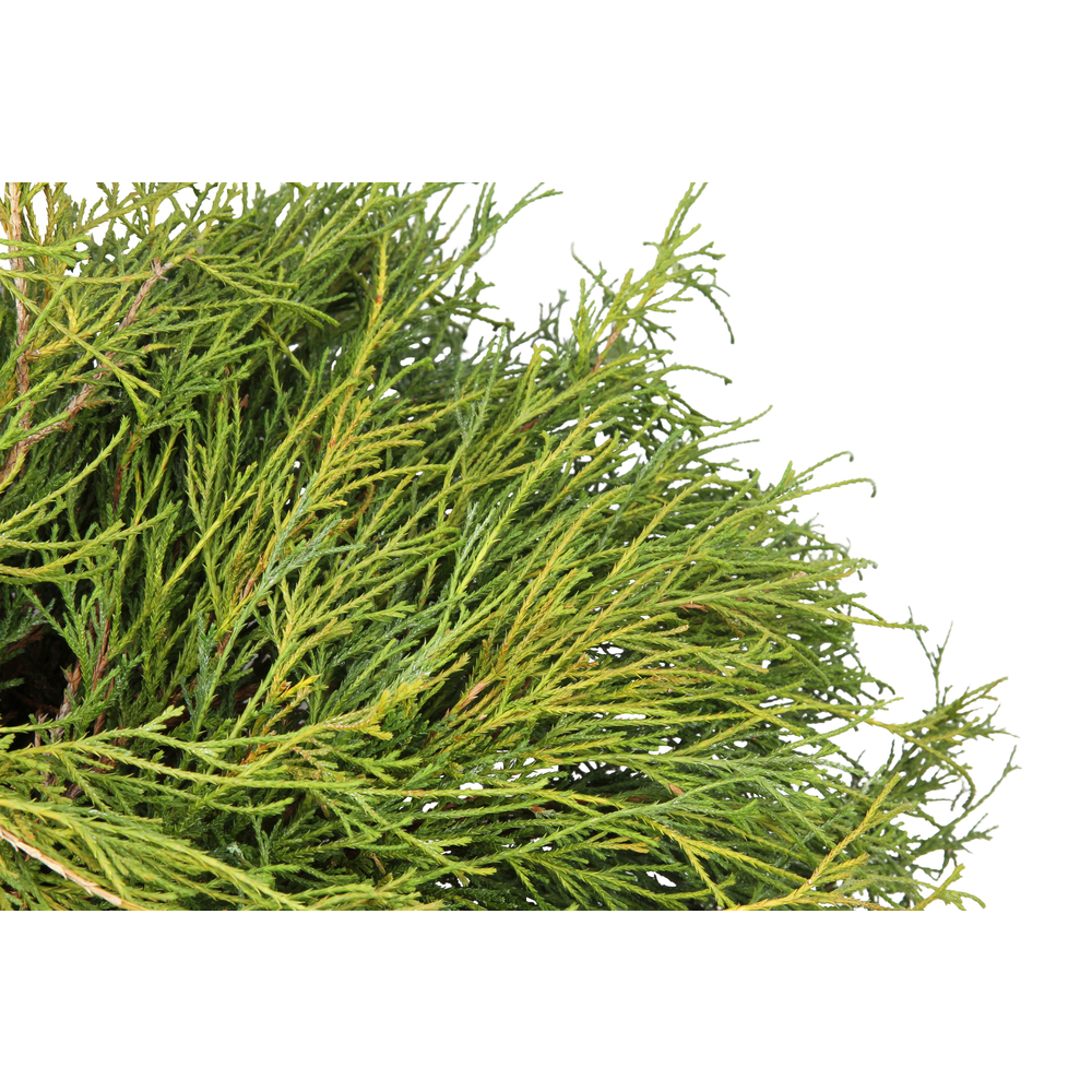 Chamaecyparis pisifera Sungold' 