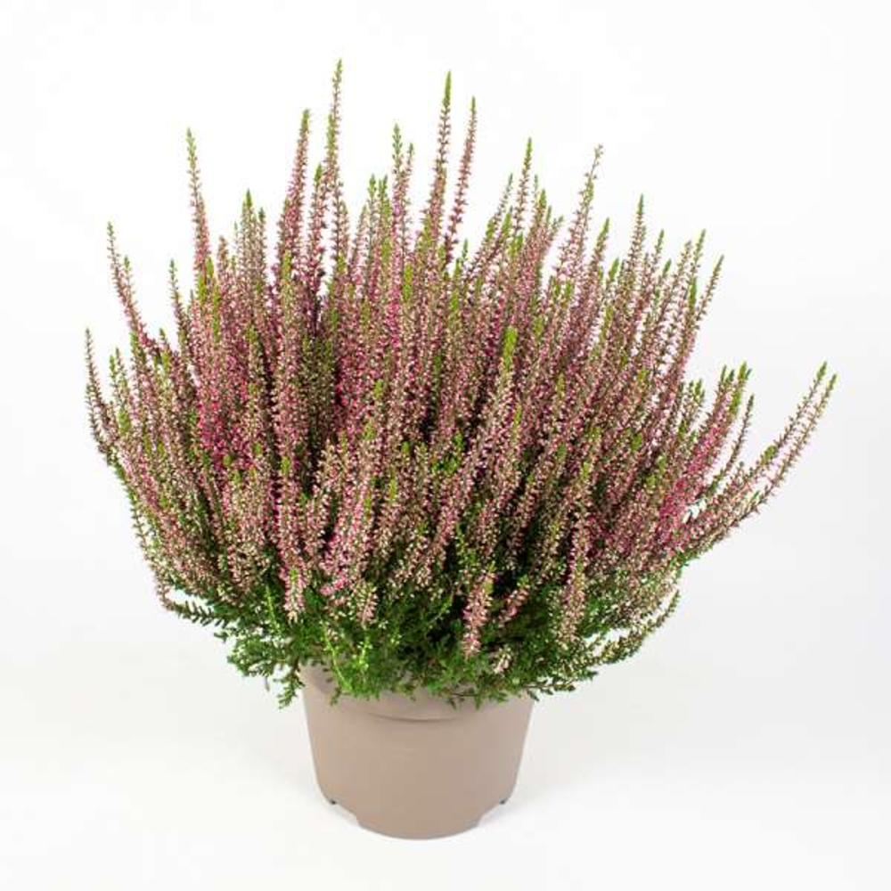 Calluna Garden Girls® Unicolor : pot 3L