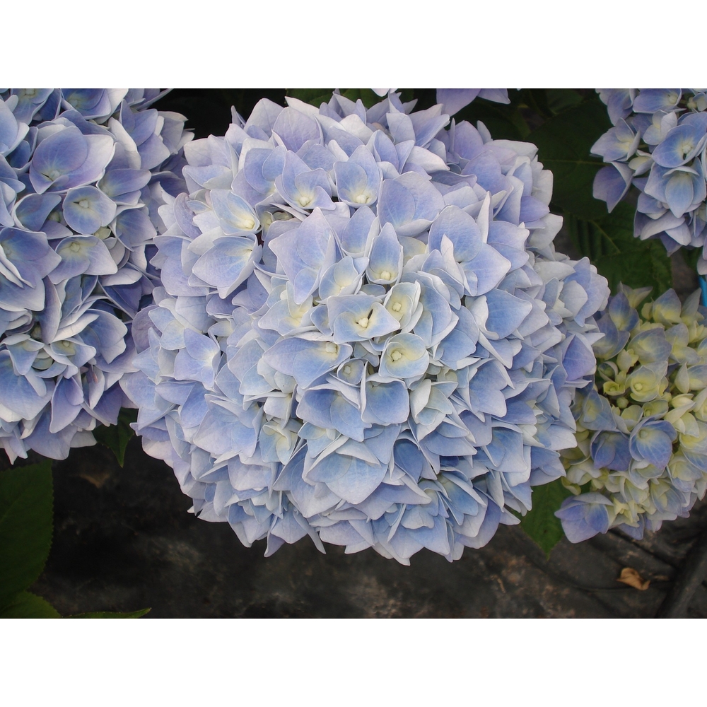 HYDRANGEA ANKONGÂ®BLEU C 5L MDD-(791343)