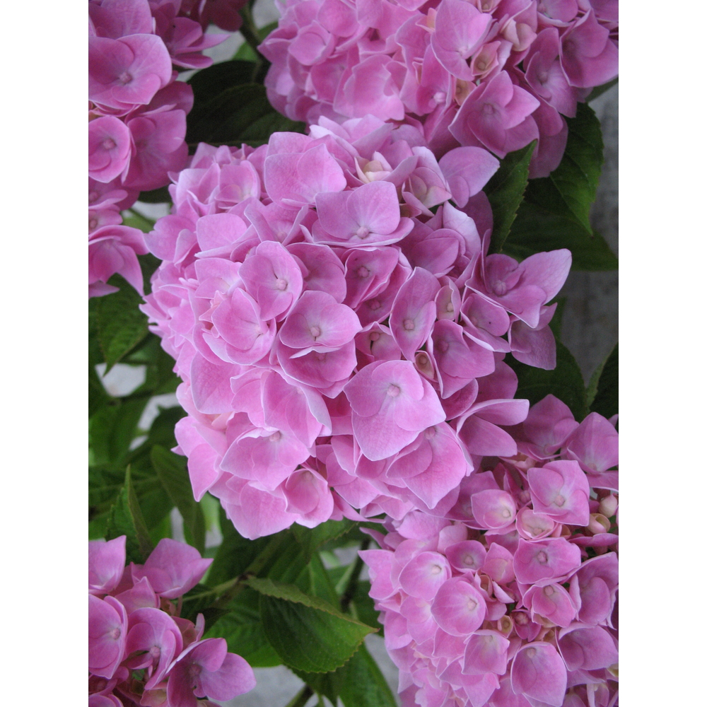 HYDRANGEA ANKONGÂ®ROSE C 5L MDD-(791344)