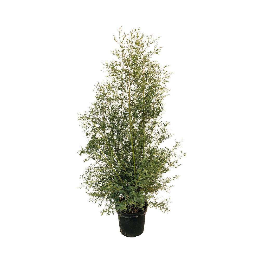 Eucalyptus Gunni 'France Bleu' pot 7,5L
