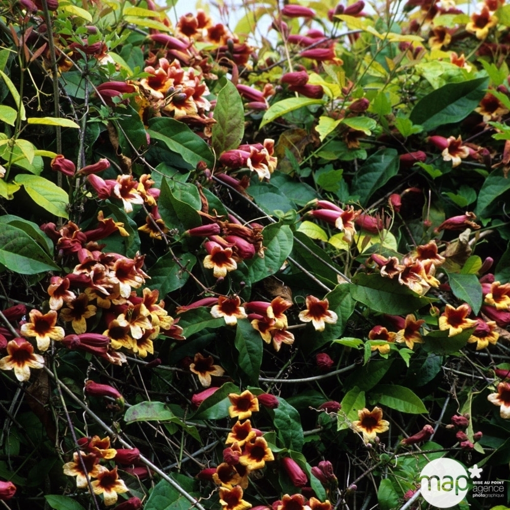 CAMPSIS CAPREO.C 3L MDD-(791374)