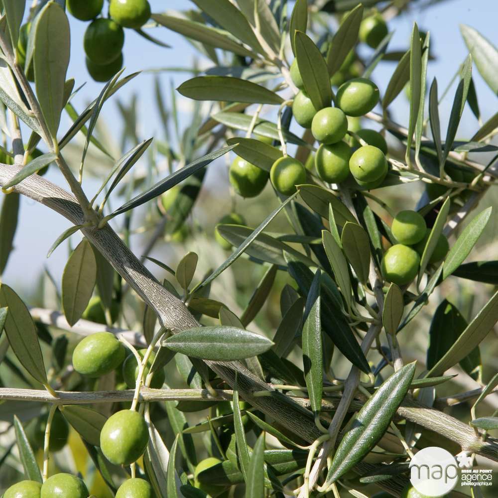 Olivier, Olea europeae : pot 10L, touffe