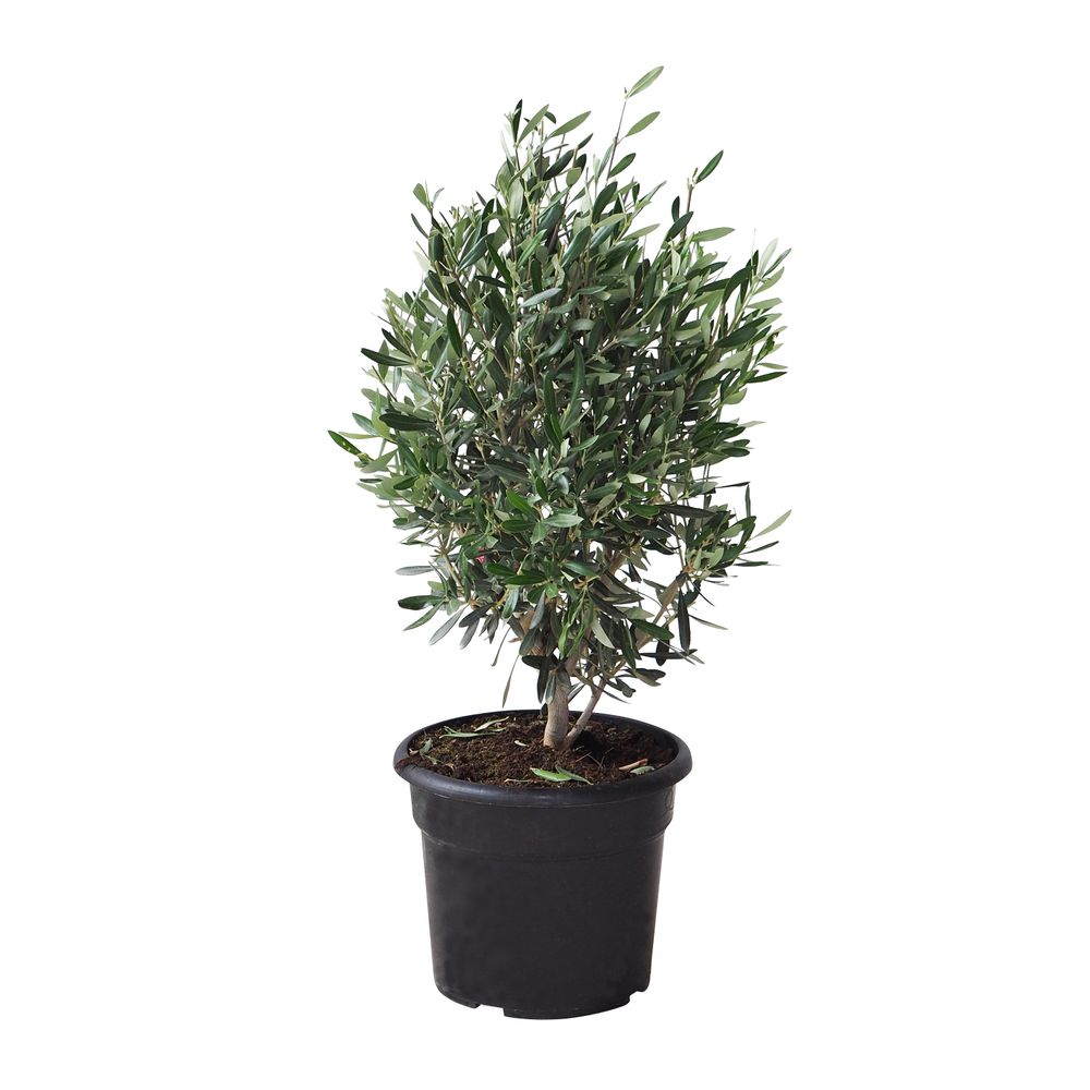 Olivier, Olea europeae : pot 10L, touffe