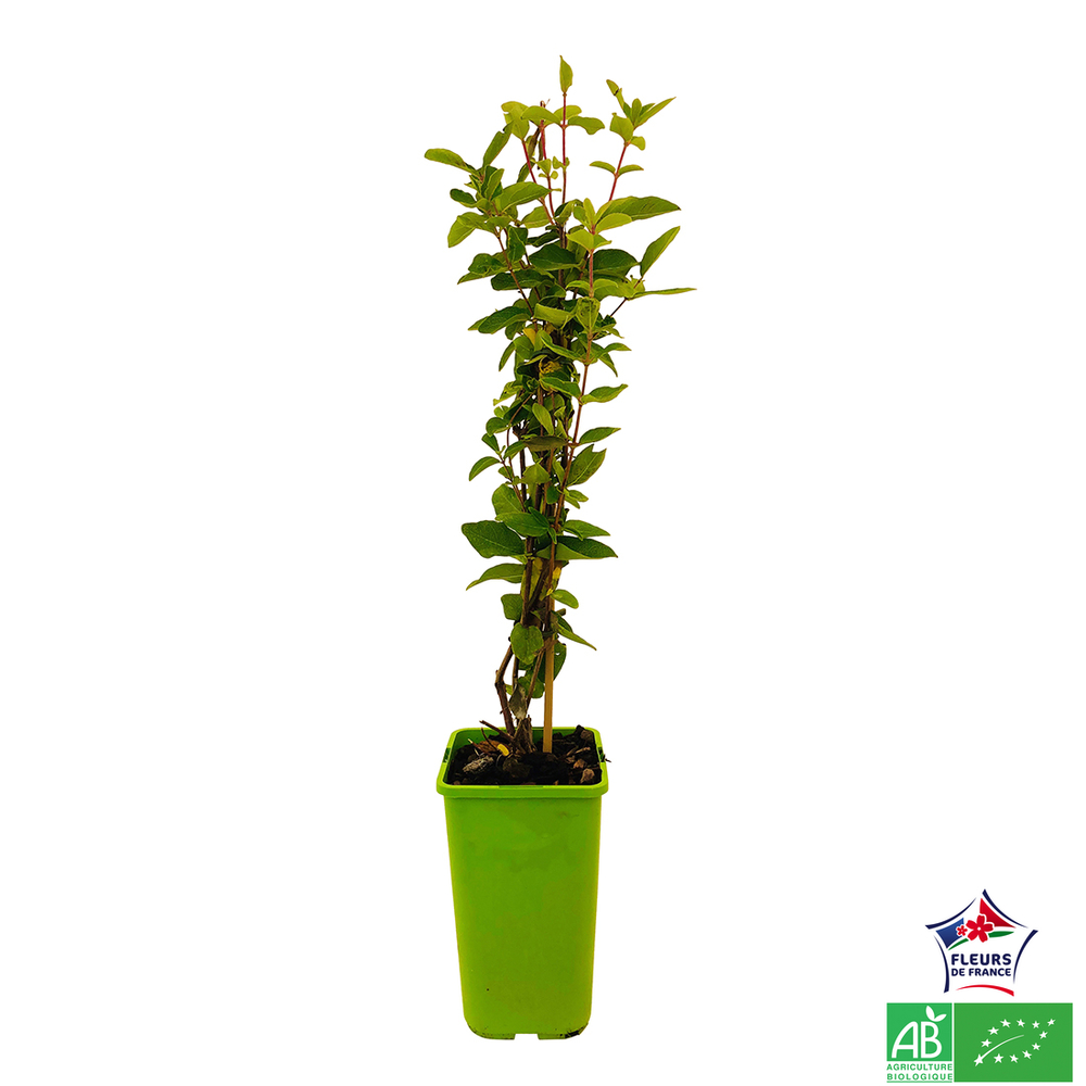 BAIE DE MAI ALTAJ AB C 1.5L-(791577)