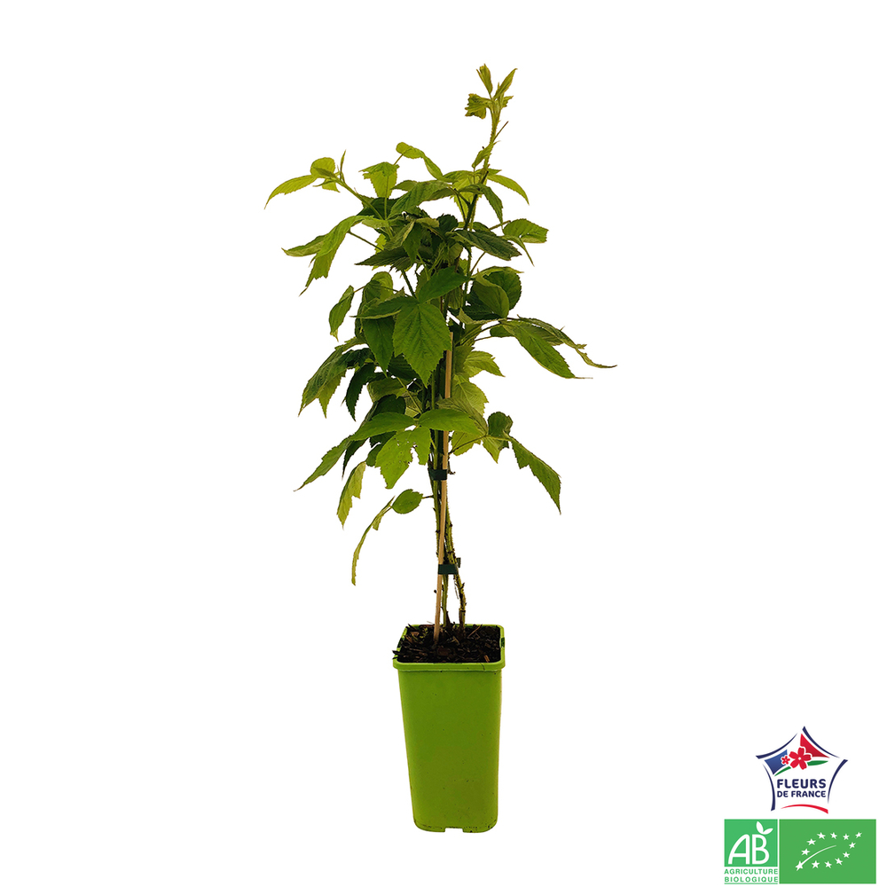 Framboisier 'Mademoiselle Françoise®' - Pot 1,5L