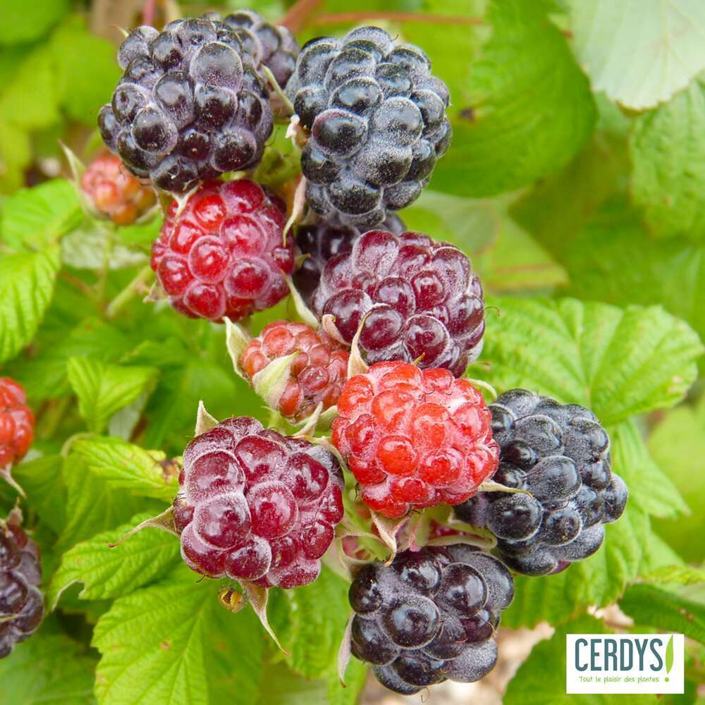 FRAMBOISIER B.JEWEL AB C 1.5L-(791589)