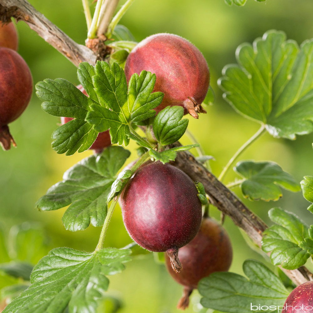 Groseillier rouge 'Hinnonmaki' : AB pot 1,5L
