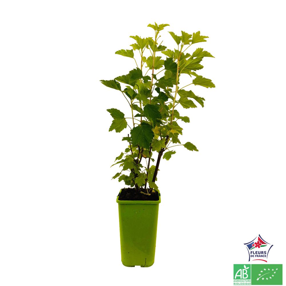 GROS.GPES BLC BLANKA AB C 1.5L-(791596)