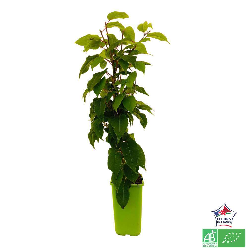 KIWAI RED JUMBO AB C 1.5L-(791599)