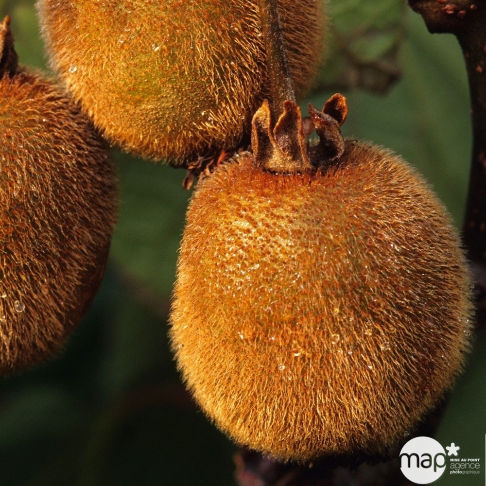 ACTINIDIA HAYWARD AB C 1.5L-(791600)