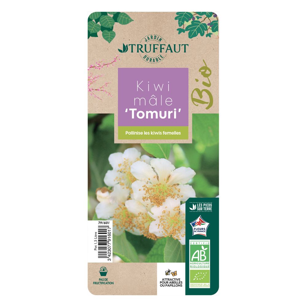 Kiwi Tomuri Mâle - Plant Grimpant Vigoureux 1,5 Litres - Fleur Blanche Et Verte