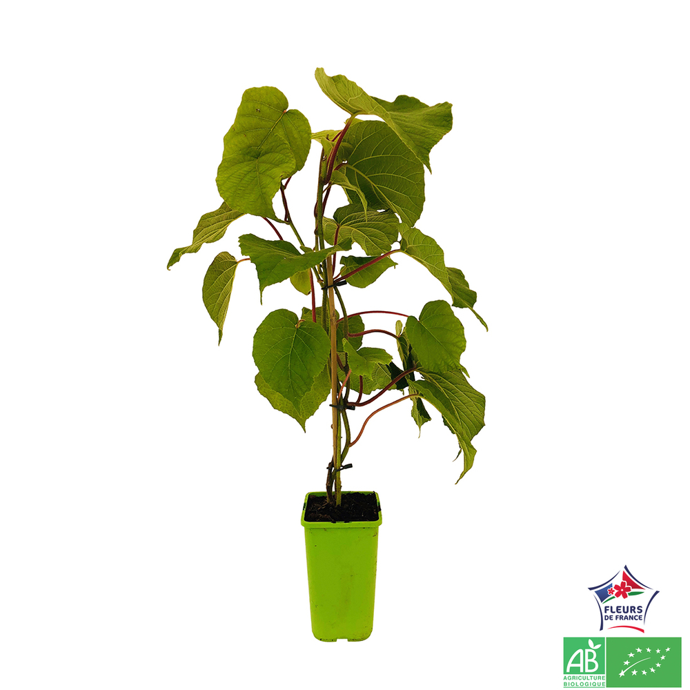 ACTINIDIA CHI.TOMURI AB C 1.5L-(791601)