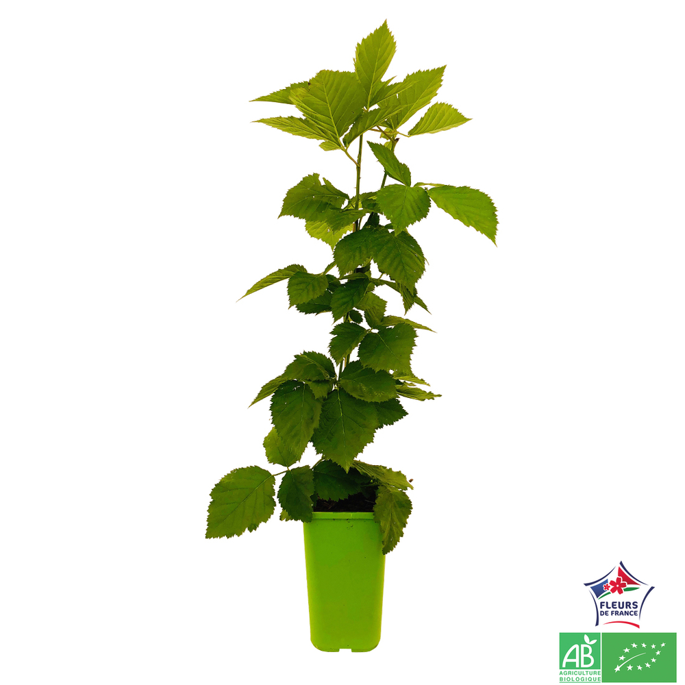 MURE TRIPLE CROWN AB C 1.5L-(791602)