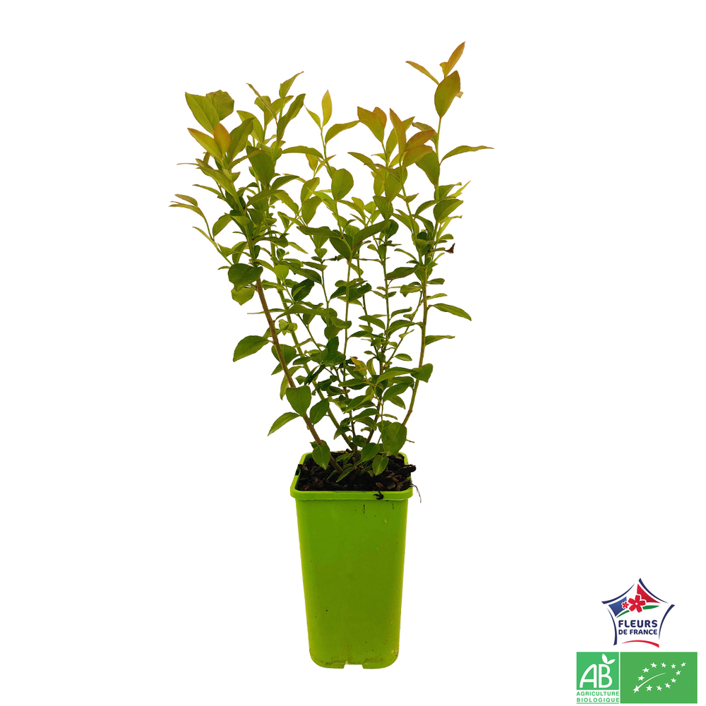 MYRTILLE PINK LEMONADE AB C1.5-(791606)