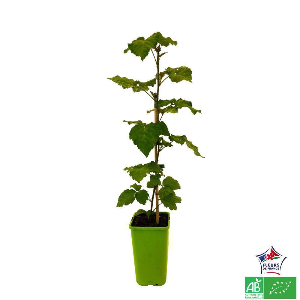 TAYBERRY BUCKINGHAM AB C 1.5L-(791608)