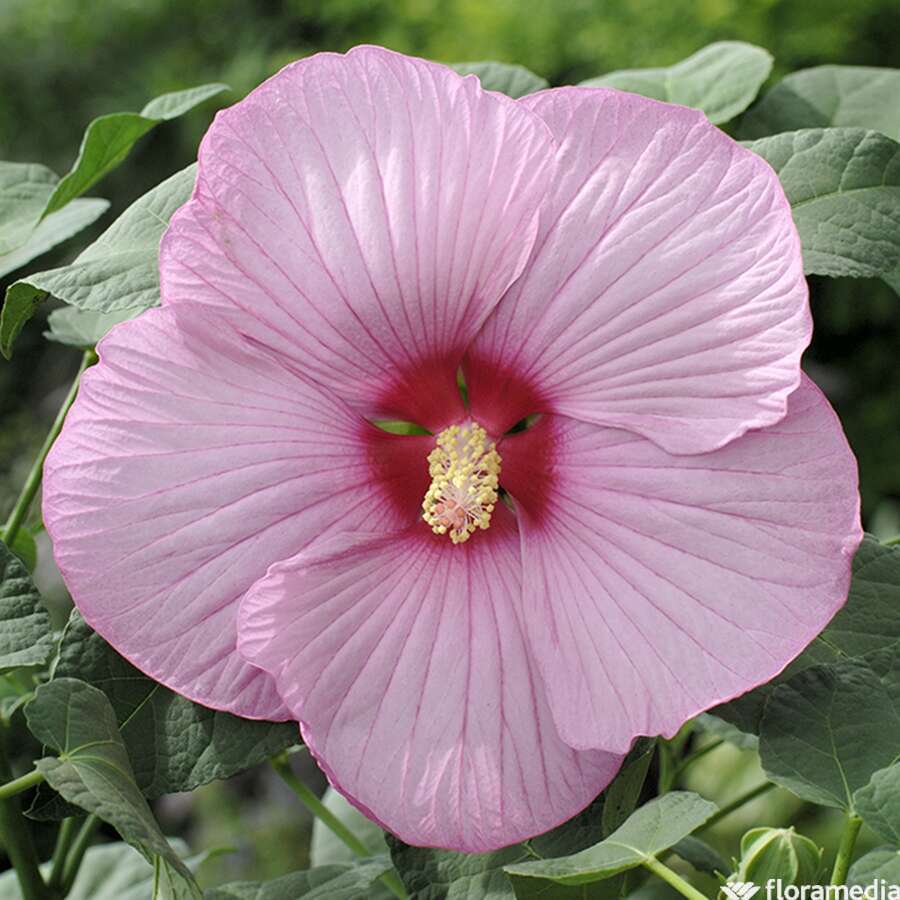 Hibiscus xxl on sale