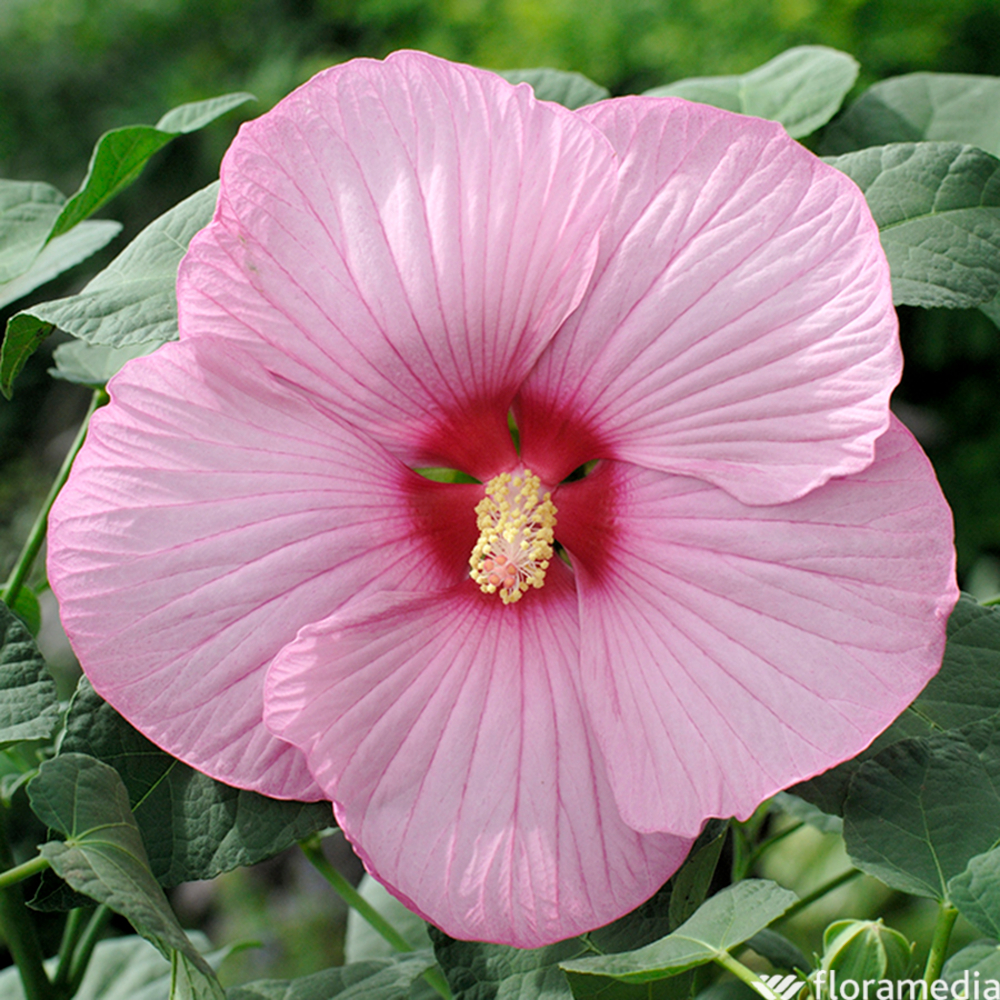 Hibiscus 'Newbiscus' Suniq® XXL, coloris variables : pot D.23cm