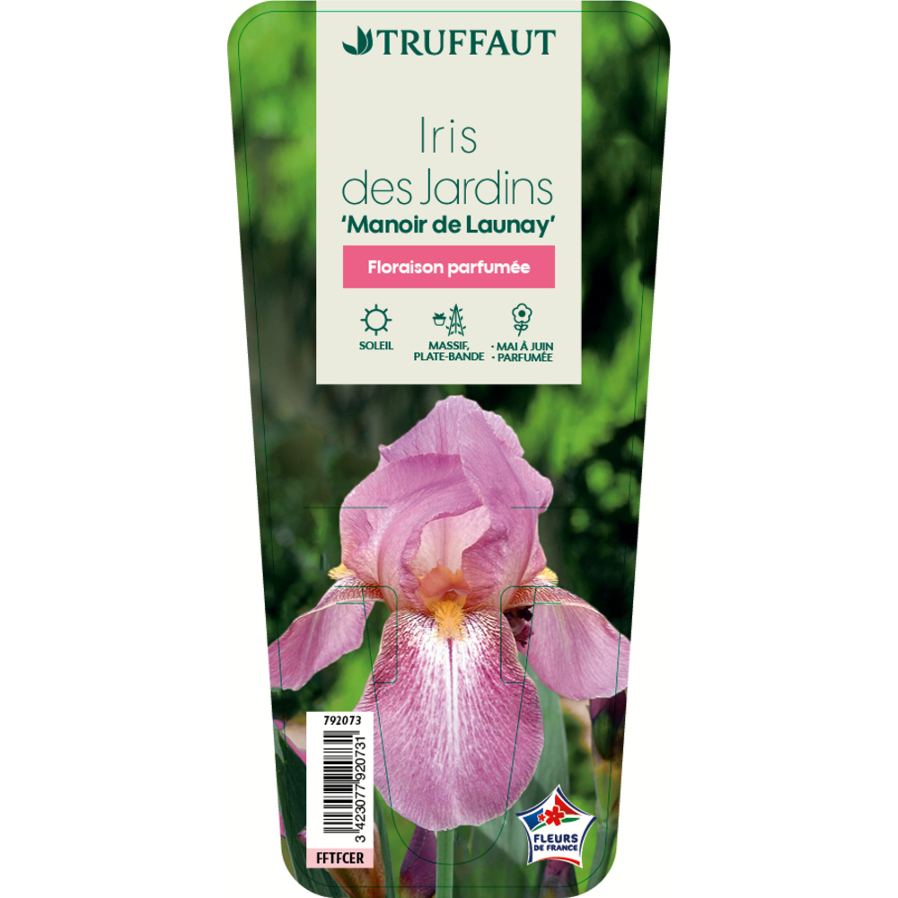 IRIS MANOIR DE LAUNAY GDT-(792073)