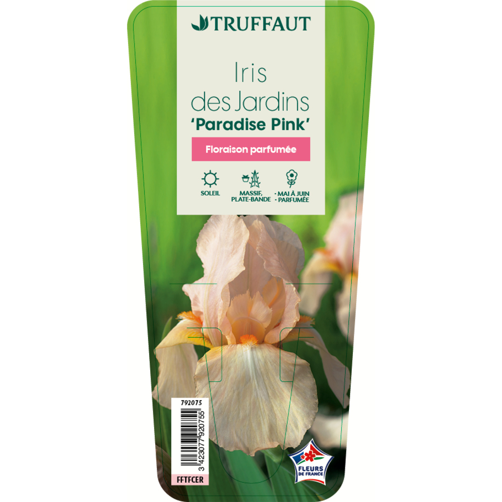 IRIS DES JAR.PARADISE PINK GDT-(792075)