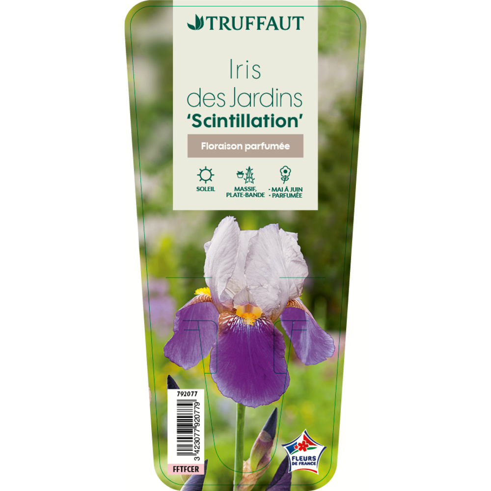 IRIS DES JAR.SCINTILLATION GDT-(792077)