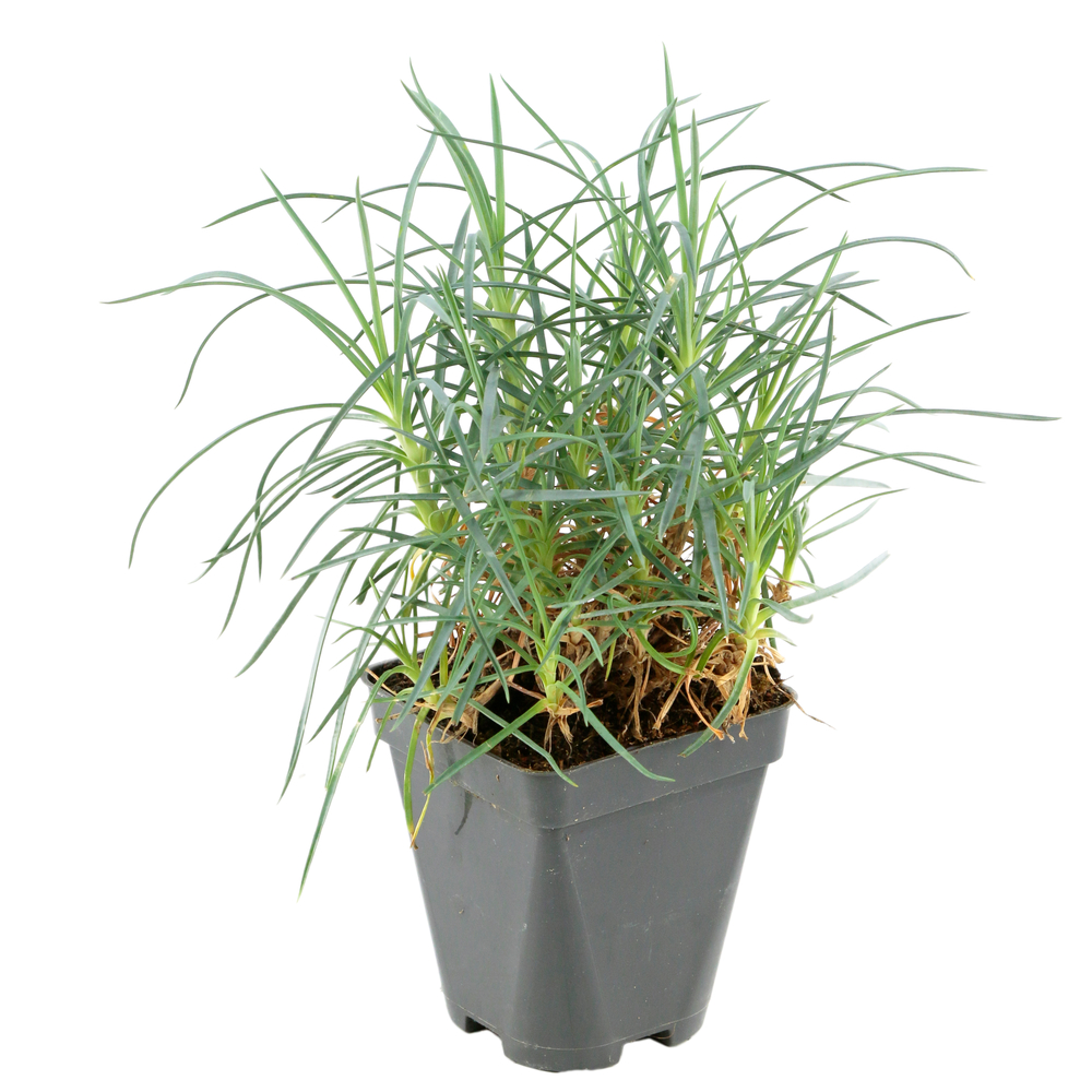 OEILLET M.BRIDAL STAR GDT-(792078)