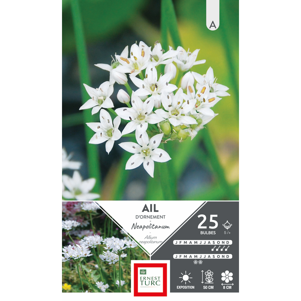 Bulbes d'allium court neapolitanum - x25