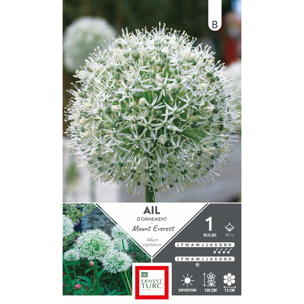 Bulbe d'allium 'Mount Everest' - x1
