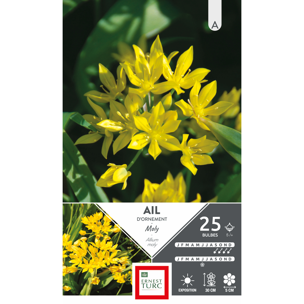 Bulbes d'alliums court moly - x25