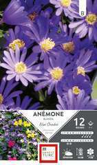 Bulbes d'anemones blanda 'Blue Shades' - x12 Ernest Turc | Truffaut