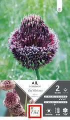 2 ALLIUM HT RED MOHICAN 12/14-(792142)