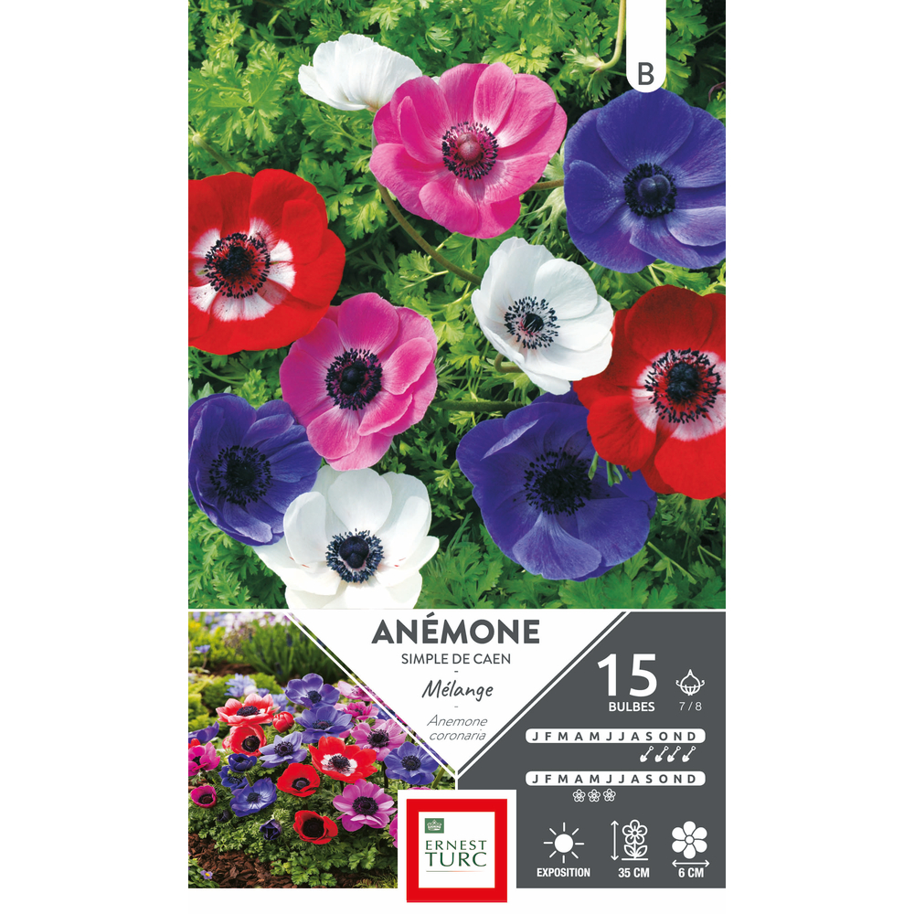 Bulbes d'anemones simples 'De Caen' - x15