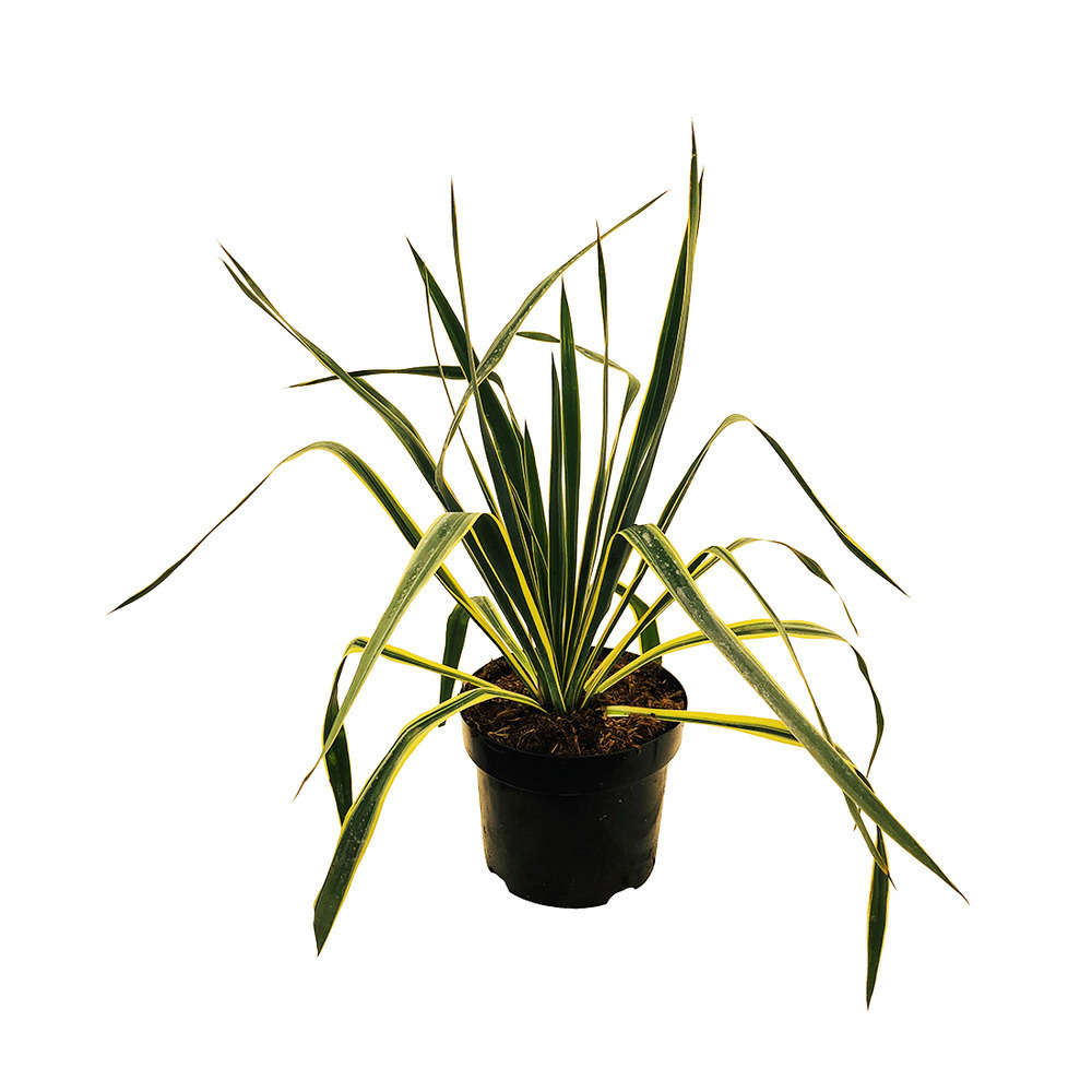 Yucca Bright Edge : pot 3.6L
