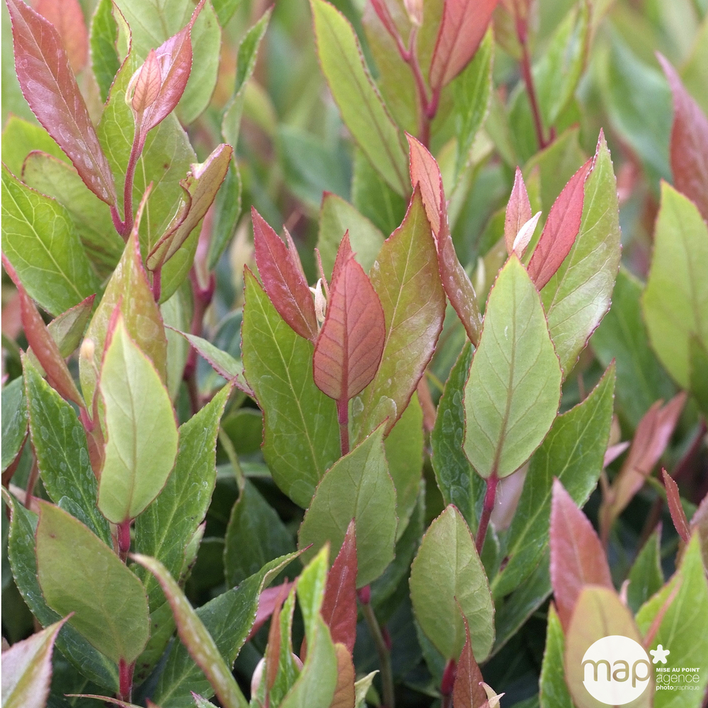 LEUCOTHOE LITTLE FLAMES C 5L-(793209)