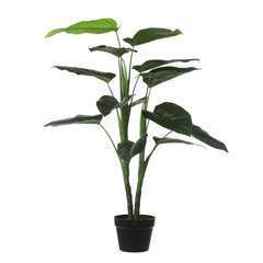 POT PHILODENDRON H100XD70-(796603)