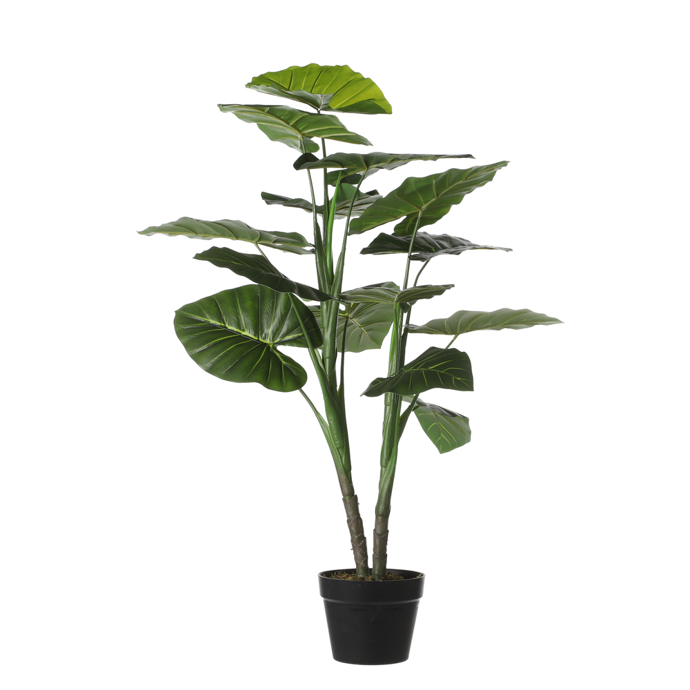 Plante taro en pot H.100xD.70cm