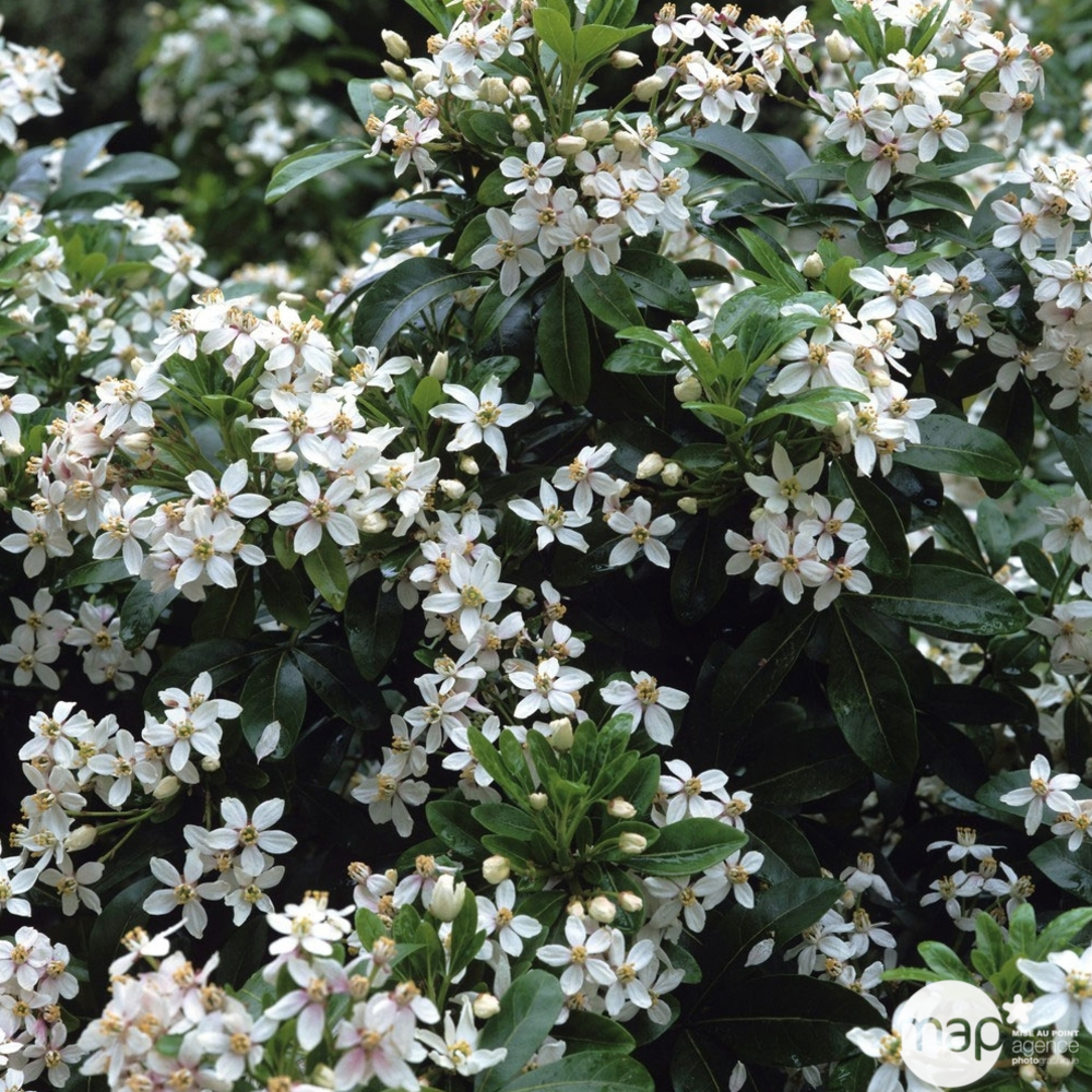 Choisya ternata: C 5L