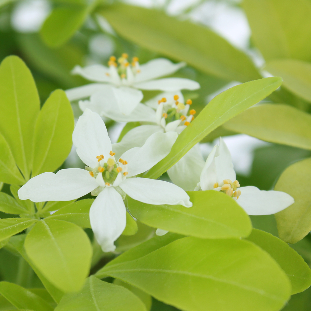 Choisya Ternata sundance H.30/40cm - Pot 5L