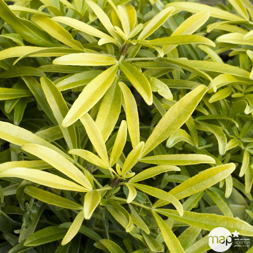 Choisya x ' Aztec Gold ': C 5L