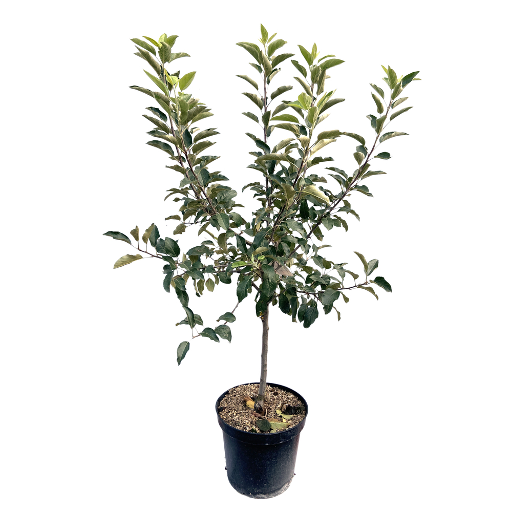 Pommier 'Pitchounette':gobelet 2 ans pot 10L